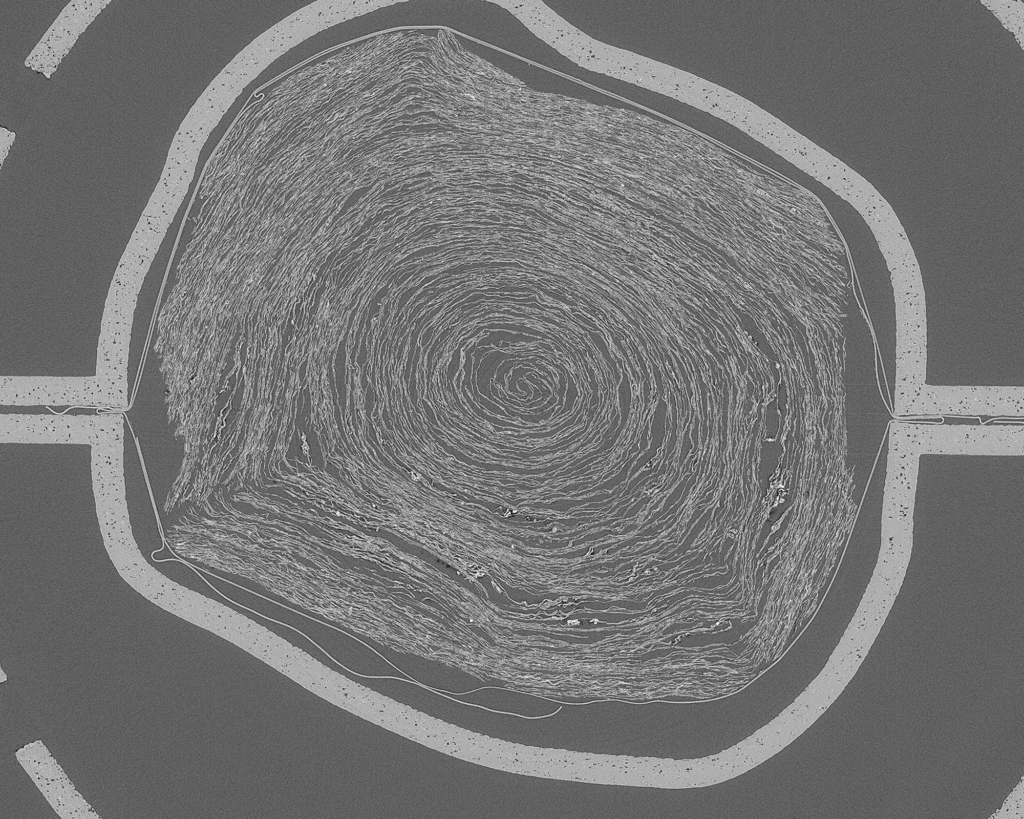 Uma varredura do interior do PHerc. 172, que não pode ser fisicamente desenrolado ou pode ser danificado • Vesuvius Challenge via CNN Newsource