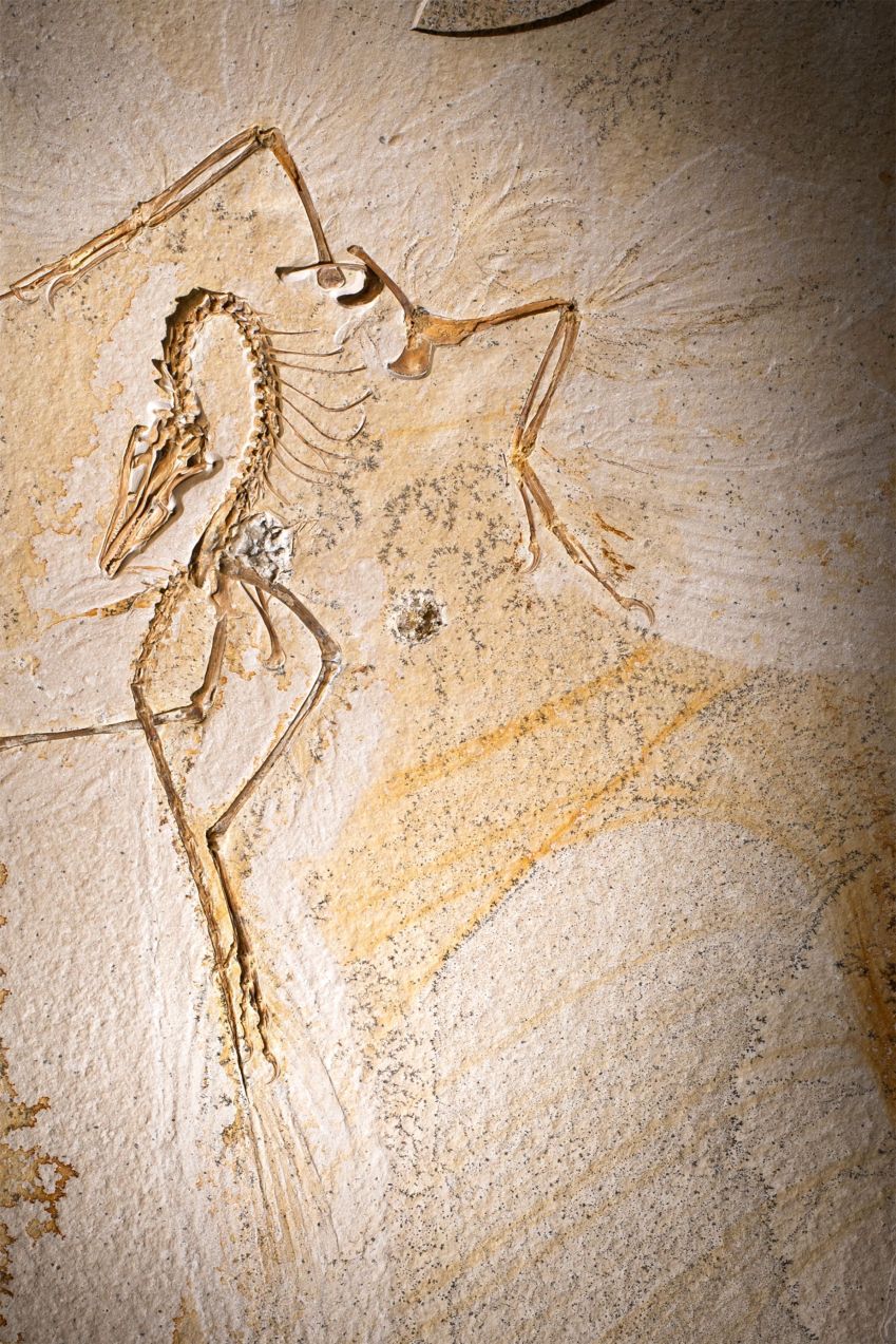 Esta placa fóssil, adquirida pelo Field Museum em 2022, pode não parecer grande coisa para olhos destreinados, mas o espécime "espetacular" rendeu uma riqueza de informações sobre a ave mais antiga conhecida • Delaney Drummond/Museu Field