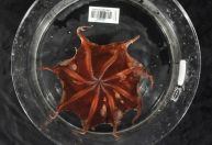 Nova espécie de polvo é descoberta em águas profundas da Austrália