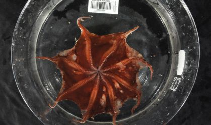 Nova espécie de polvo é descoberta em águas profundas da Austrália