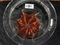 Nova espécie de polvo é descoberta em águas profundas da Austrália