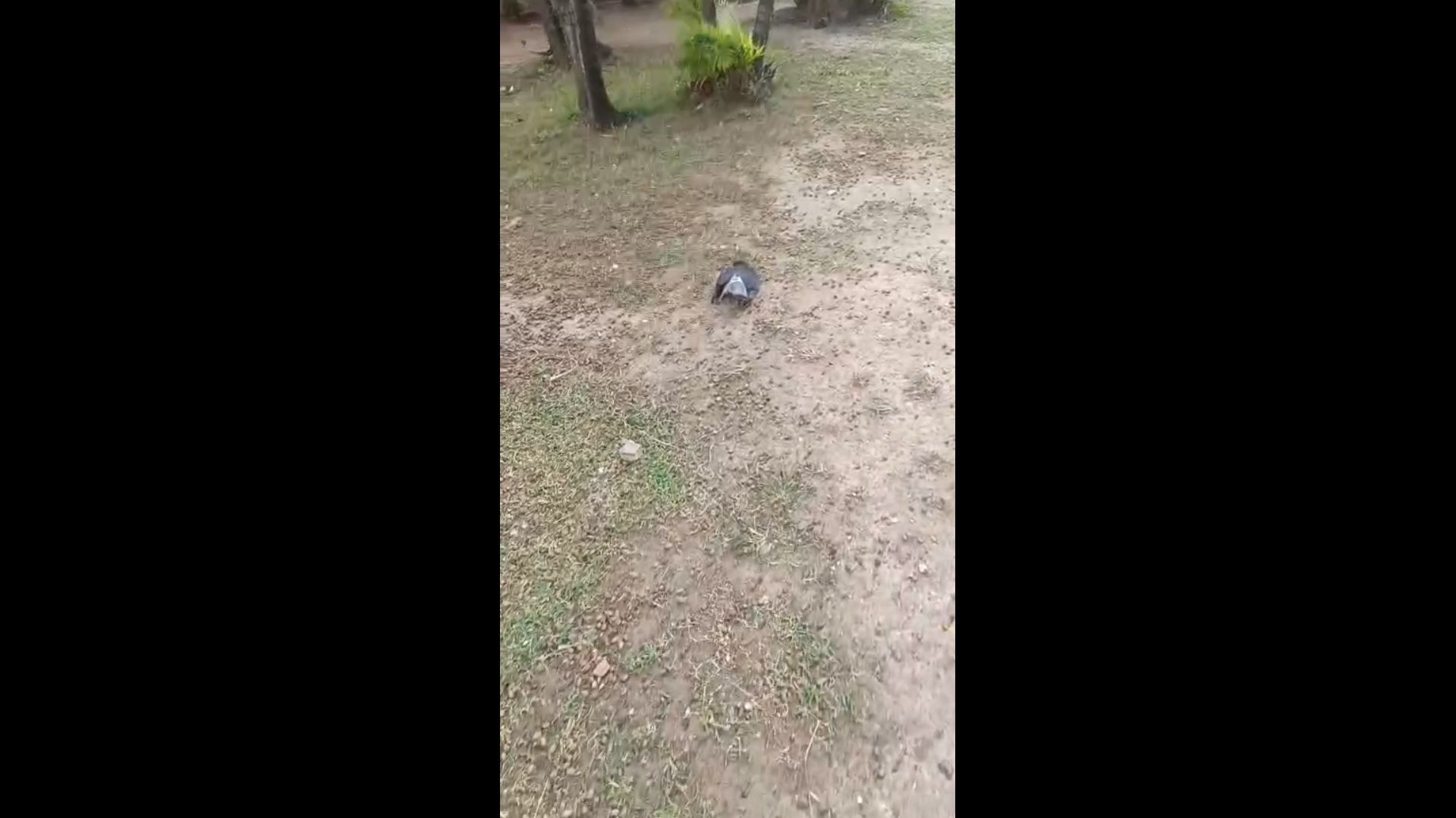 Pomba encontrada morta em praça em Copacabana, no Rio