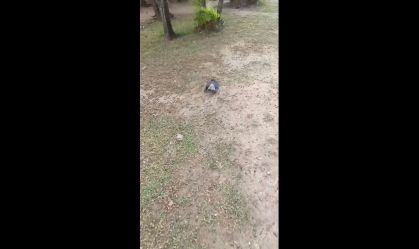 Pomba encontrada morta em praça em Copacabana, no Rio