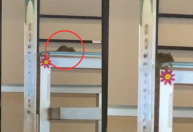 Universidade de SP interdita bandejão após rato ser encontrado no local