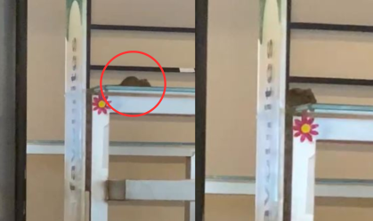 Universidade de SP interdita bandejão após rato ser encontrado no local