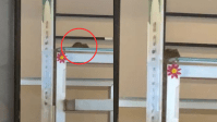 Universidade de SP interdita bandejão após rato ser encontrado no local