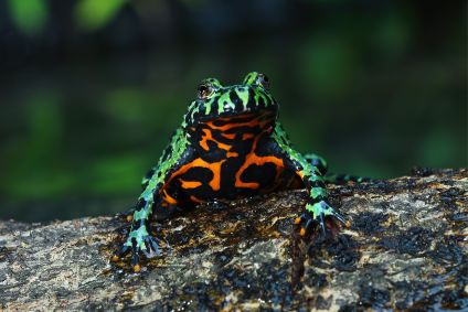 A fotografia apresenta um sapo em cima de um tronco de madeira.