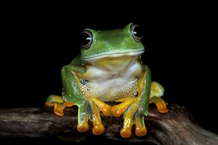 Apesar da ameaça de extinção dos anfíbios, cientistas acreditam ser possível construir um futuro mais seguro para essas espécies • Freepik/kuritafsheen77