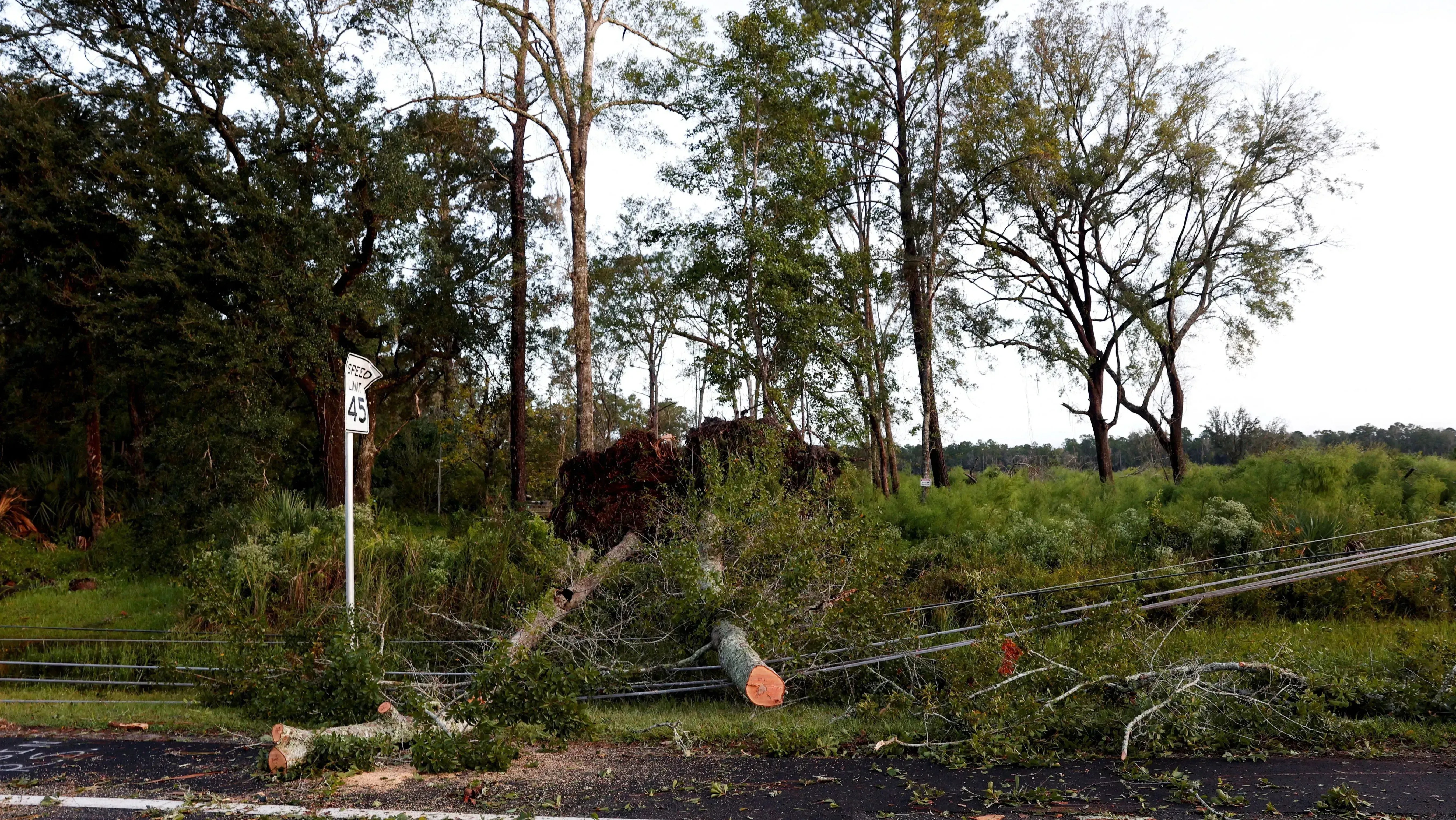 Árvores e linhas de energia afetadas pela tempestade Helene em Crawfordville, Flórida
