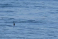 Vídeo: tubarão é flagrado por surfistas em praia da Barra da Tijuca, no Rio