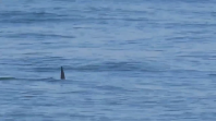 Vídeo: tubarão é flagrado por surfistas em praia da Barra da Tijuca, no Rio