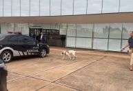 Cães farejadores e revista em carros: STF reforça segurança para oitivas