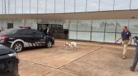 Cães farejadores e revista em carros: STF reforça segurança para oitivas