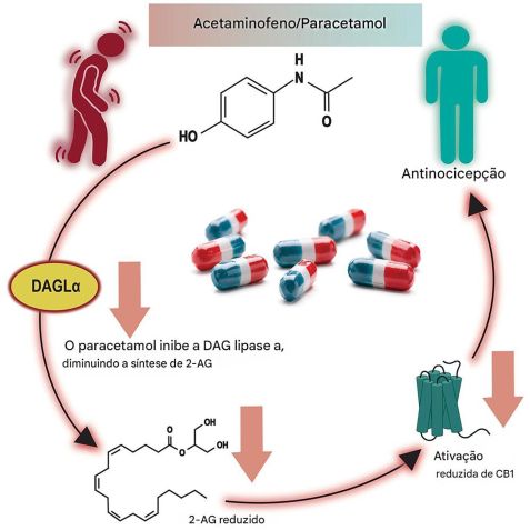 Resumo gráfico do estudo • Michaela Dvorakova et al., Cell Reports, Medicine, 2025