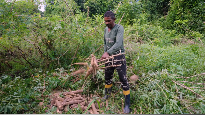Imagem mostra colheita de mandioca realizada na região •