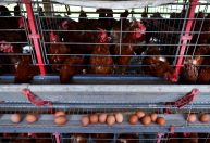 México reduz restrições à carne de frango do Brasil, diz ministério