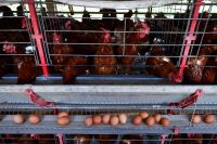 México reduz restrições à carne de frango do Brasil, diz ministério