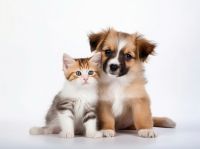 Pets fortalecem o nosso sistema imunológico, dizem cientistas