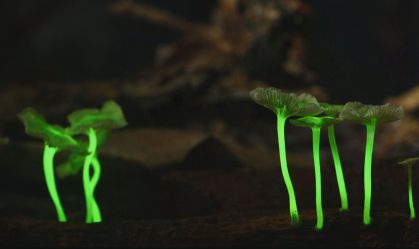 Mata Atlântica revela liquens que brilham no escuro