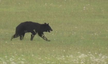 Urso invade pista de aeroporto no Japão e voos são cancelados; veja vídeo