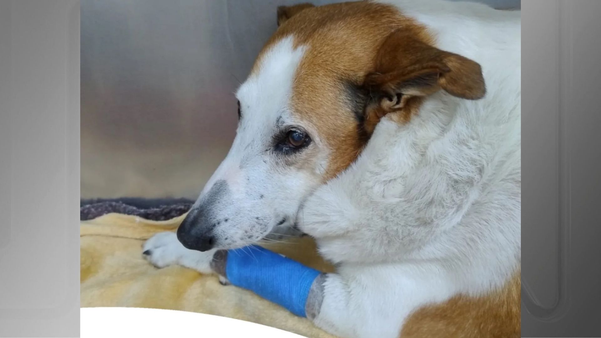 Imagem de destaque do post: Famoso nas redes, cão Silveira da UFSM passa por procedimento cirúrgico