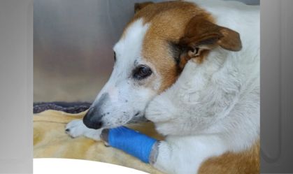 Imagem de destaque do post: Famoso nas redes, cão Silveira da UFSM passa por procedimento cirúrgico