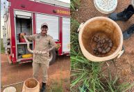 Jiboia de quase 2m é encontrada dentro de máquina de lavar roupas em MT
