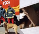 Cachorro caramelo fica preso em forro de casa no RS