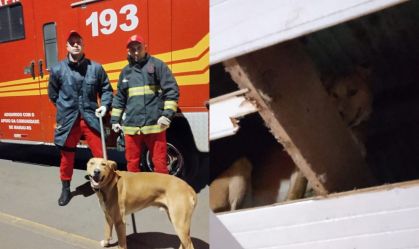 Cachorro caramelo fica preso em forro de casa no RS