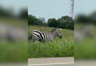 Vídeo: Zebra foge dos donos e é vista correndo em estrada nos EUA