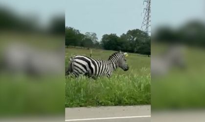 Vídeo: Zebra foge dos donos e é vista correndo em estrada nos EUA