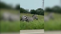 Vídeo: Zebra foge dos donos e é vista correndo em estrada nos EUA