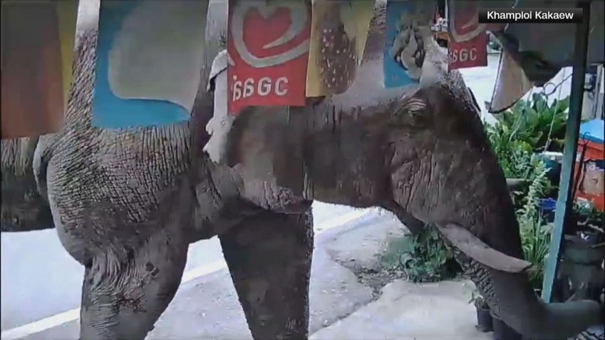 Elefante espera do lado de fora enquanto outro invade loja na Tailândia. • Khamploi Kakaew