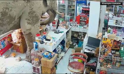 Elefante invade loja e "rouba" comida na Tailândia; veja vídeo
