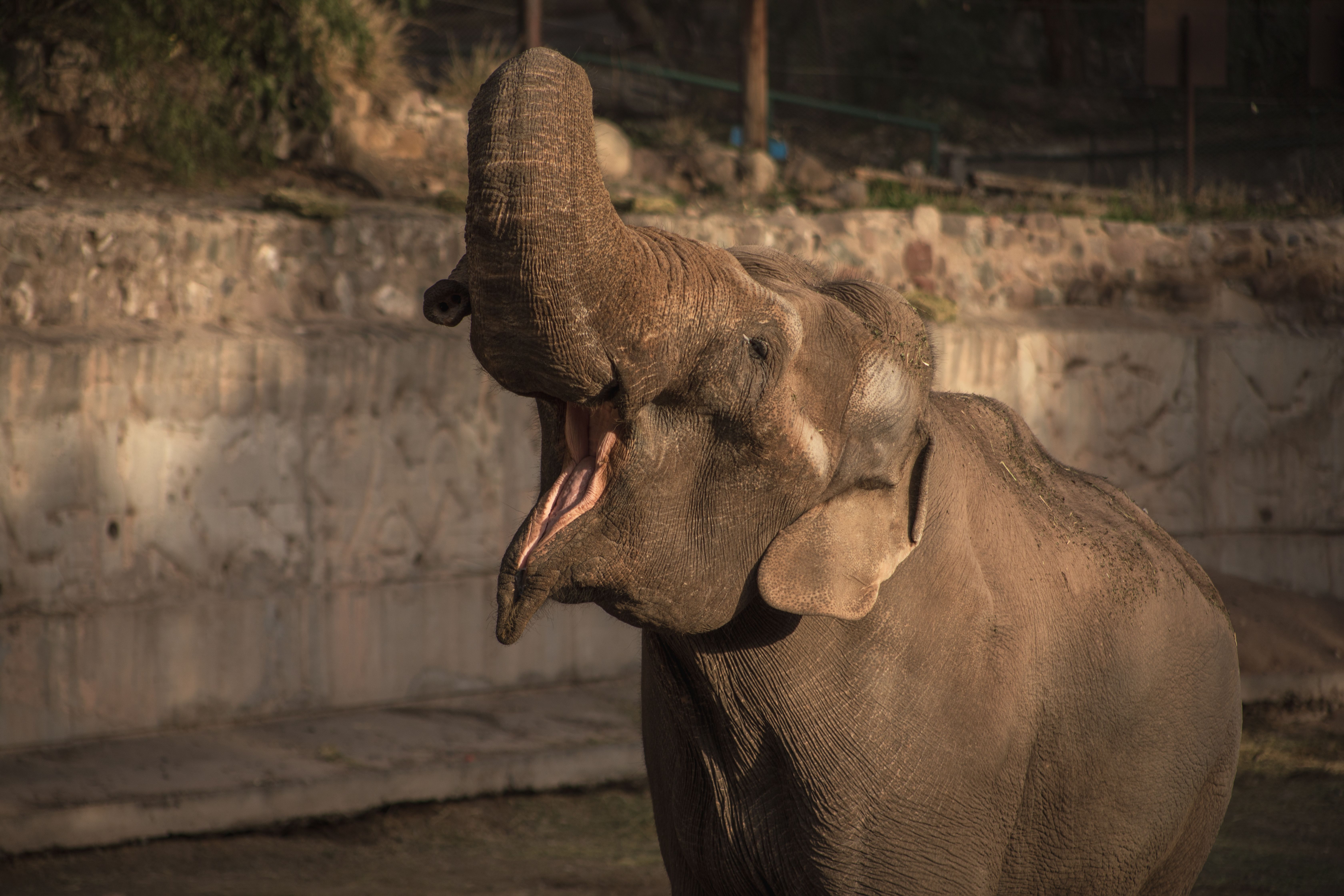 Elefante Tamy no Ecoparque de Mendoza, na Argentina