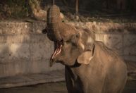 Morre Tamy, elefante que esperava transferência da Argentina para o Brasil