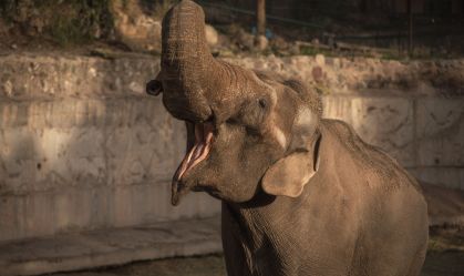 Morre Tamy, elefante que esperava transferência da Argentina para o Brasil