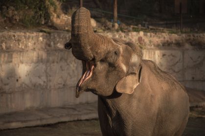 Elefante Tamy no Ecoparque de Mendoza, na Argentina