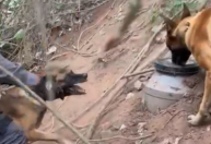 Vídeo: cão farejador encontra drogas enterradas no interior de São Paulo