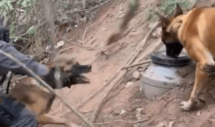 Cão farejador