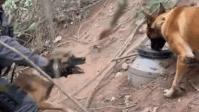 Vídeo: cão farejador encontra drogas enterradas no interior de São Paulo