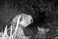 Onça que sobreviveu a incêndio no Pantanal dá à luz filhote; veja vídeo