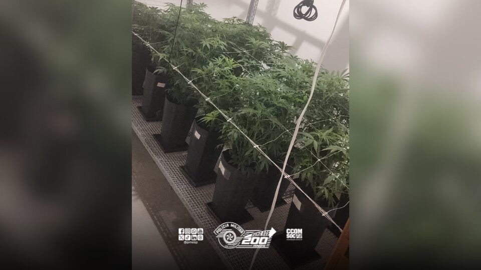 Policiais sentiram odor semelhante à maconha e foram averiguar