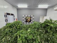 Pernambuco: Homem é preso com maconha suficiente para 115 anos de consumo