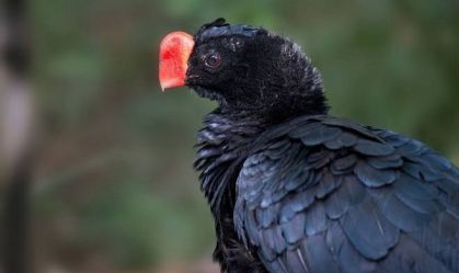 Museu de Belém suspende visitas após morte de ave suspeita de gripe aviária