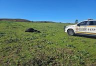 Idoso de 80 anos morre após ser atacado por touros no Rio Grande do Sul