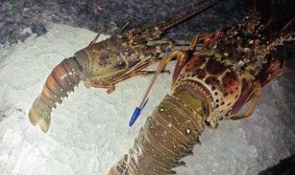 400 quilos de lagosta são apreendidos no Rio Grande do Norte