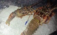 400 quilos de lagosta são apreendidos no Rio Grande do Norte