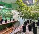Polícia apreende 350 pés de supermaconha em Santa Catarina