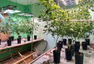 Polícia apreende 350 pés de supermaconha em Santa Catarina